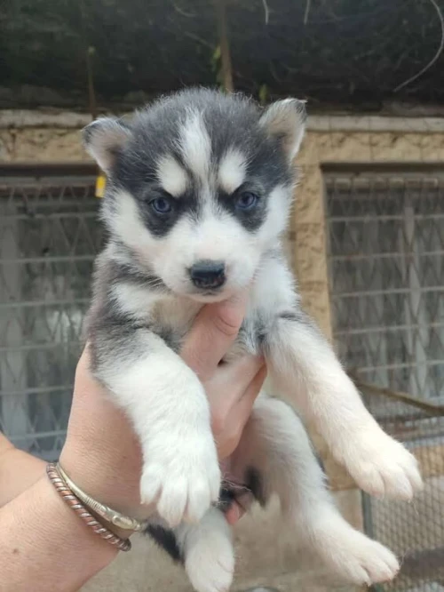 Chiens husky