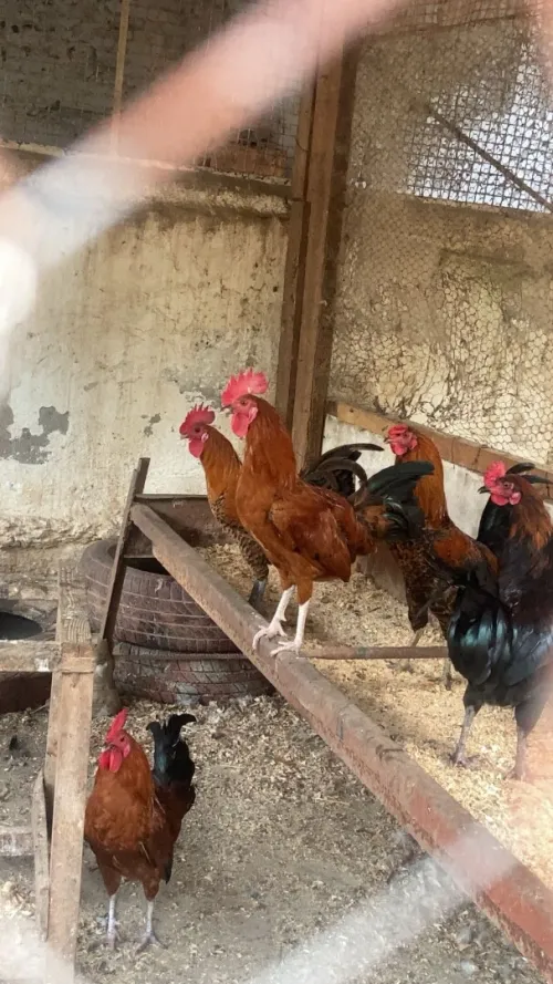 Poule 