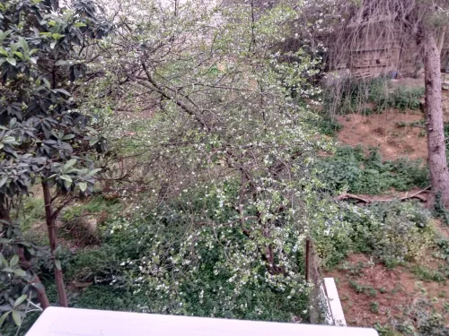 Vente Appartement F4 Alger Dely brahim