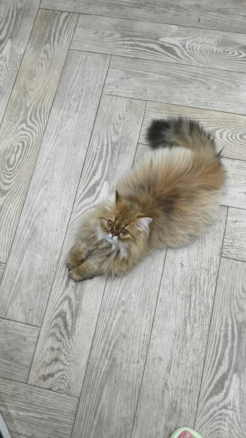 Échange chat Mâle 8 mois Persan Golden tabby peki face adorable