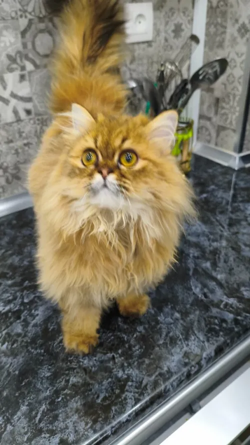Échange chat Mâle 8 mois Persan Golden tabby peki face adorable
