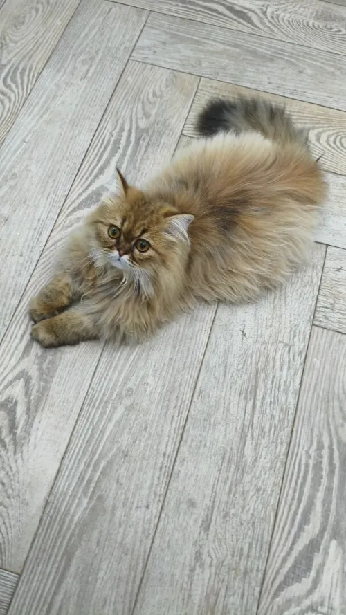 Échange chat Mâle 8 mois Persan Golden tabby peki face adorable