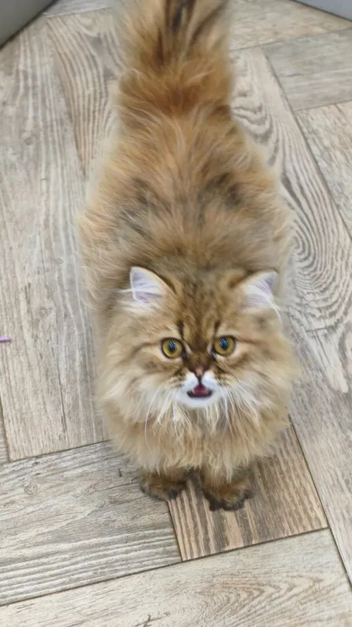 Échange chat Mâle 8 mois Persan Golden tabby peki face adorable