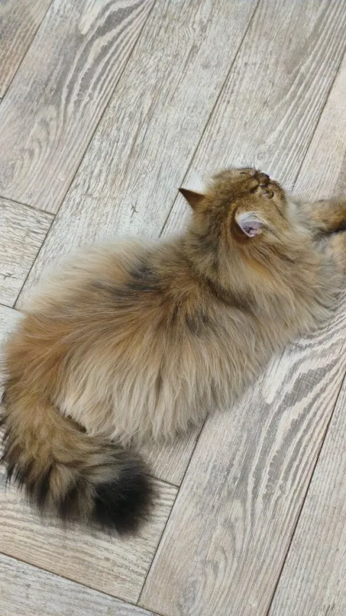 Échange chat Mâle 8 mois Persan Golden tabby peki face adorable