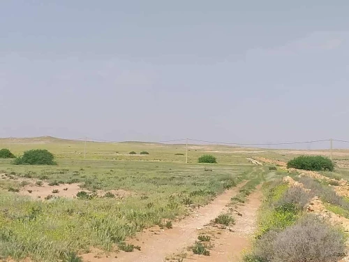 Vente Terrain Agricole M'Sila Zerarka