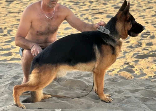 Berger allemand