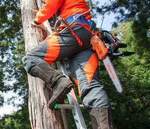 Abattage, élagage et Taille des arbres 