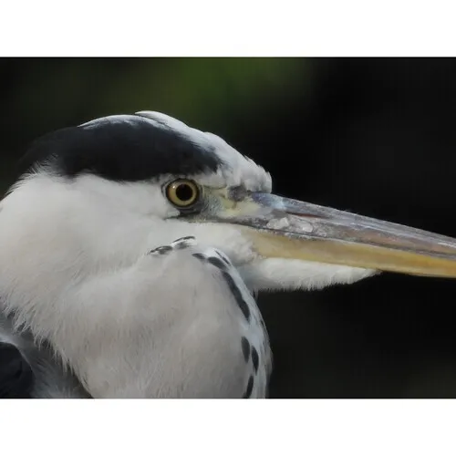Nikon COOLPIX P1100 Zoom 250x 24-3000mm UHD 4K