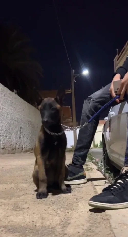 Malinois charbonner femelle 