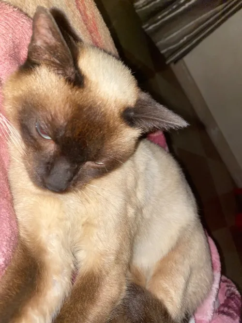 Siamois