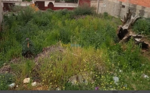 Vente Terrain Skikda Djendel saadi mohamed