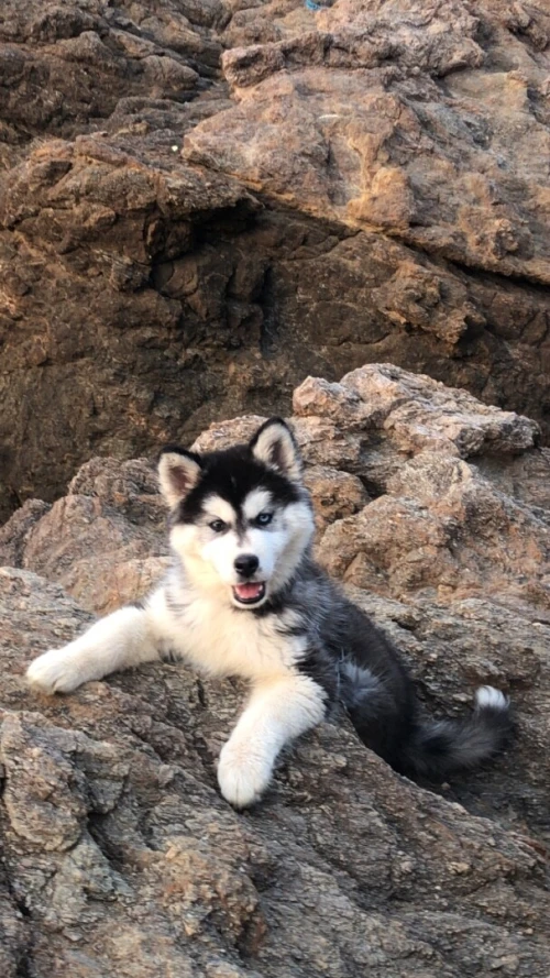 Hysky 