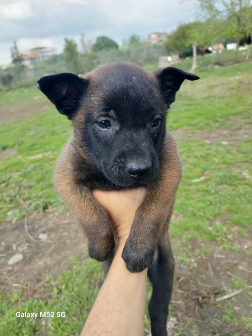 Couple Malinois charboné 43 jours