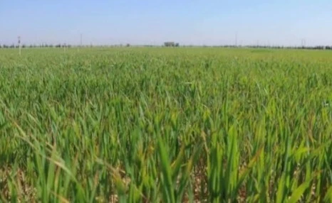 Vente Terrain M'Sila Ouled sidi brahim