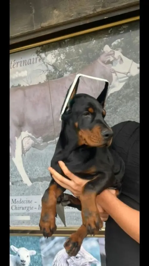 Doberman