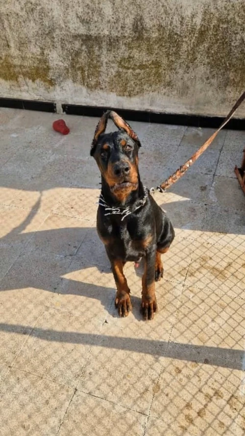 Doberman