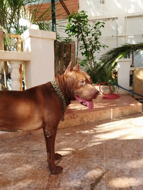 Pit bul red noss
