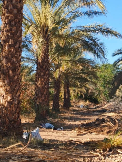 Vente Terrain El Menia Hassi Fehal