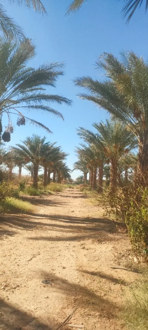 Vente Terrain El Menia Hassi Fehal