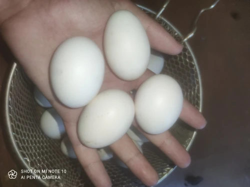 Oeufs Bio