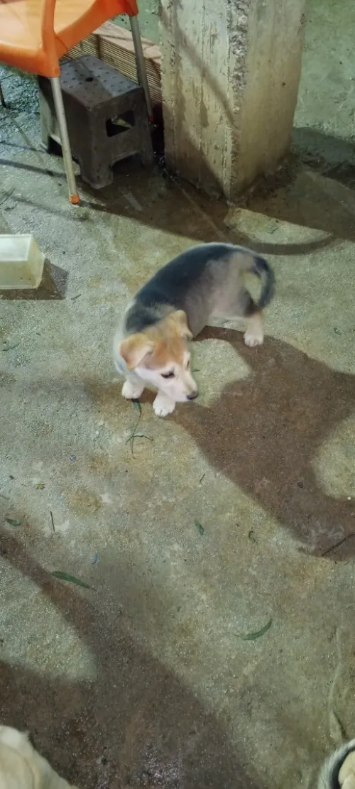 Chiot croisé husky-labrador