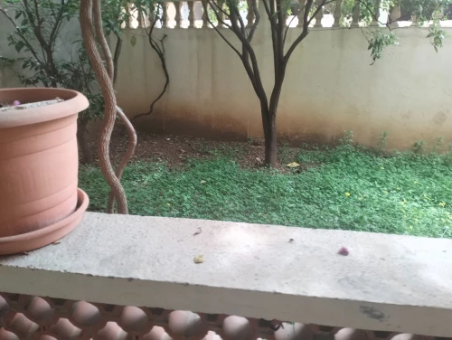 Vente Villa Alger Draria