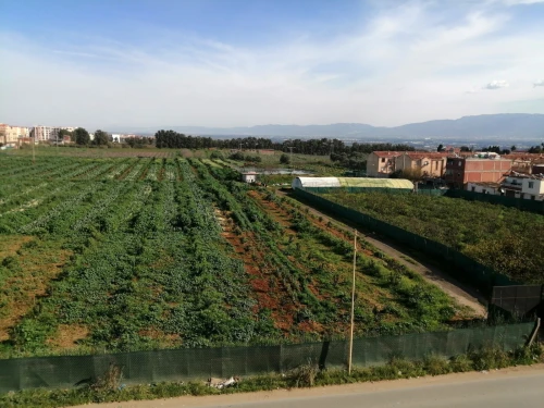 Vente Appartement Tipaza Kolea
