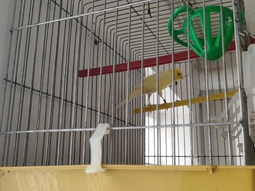 Canari llarguet espagnol (race rare en Algérie) avec une grande cage
