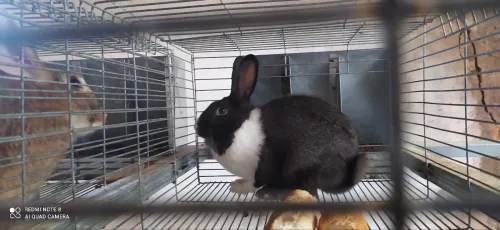 Batrie lapin et caille بطارية ارانب و سمان