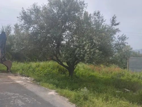 Vente Terrain Tizi Ouzou Azazga