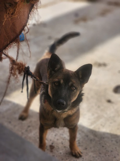 Malinois karwazi bergi 4mois femmele