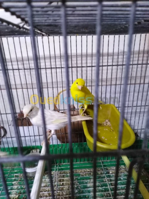 J'ai des canari de rasse 