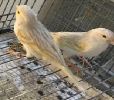 canari satiné blanc récessif et canari satiné mosaique jaune