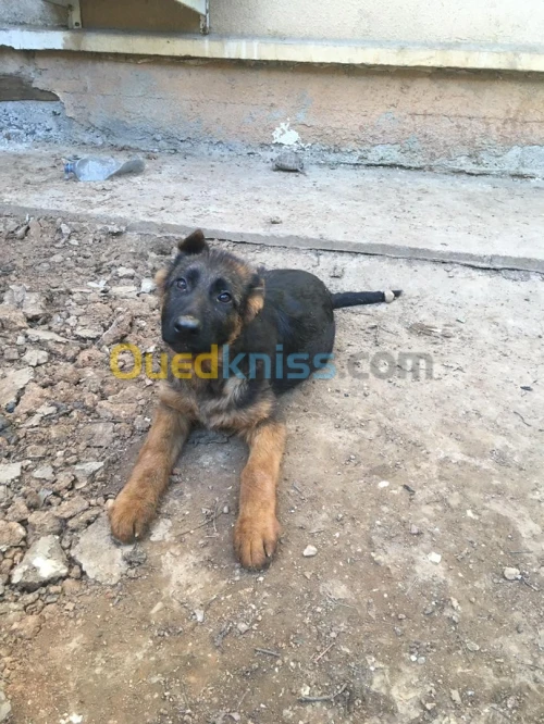 Chiot berger allemand 