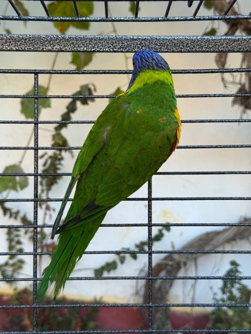 Perroquet loriquet