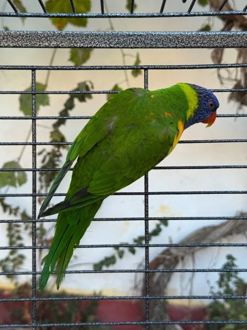 Perroquet loriquet