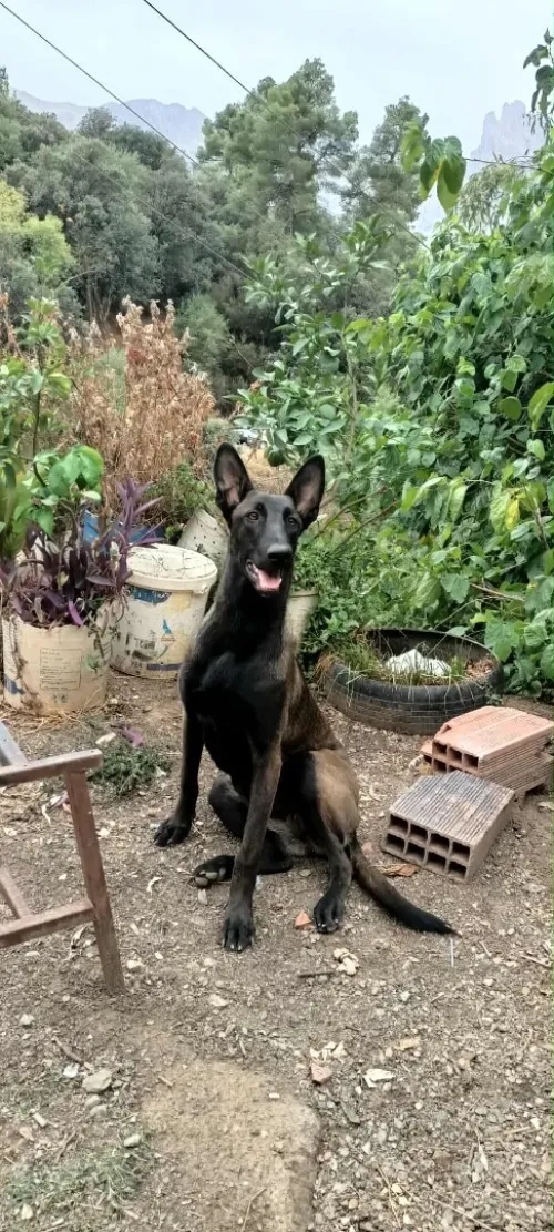 Malinois 