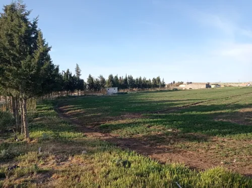 Vente Terrain Setif Guidjel