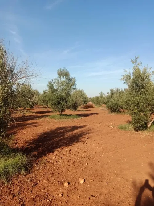 Vente Terrain Agricole Tlemcen Hennaya