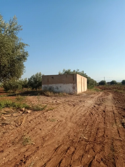 Vente Terrain Agricole Tlemcen Hennaya