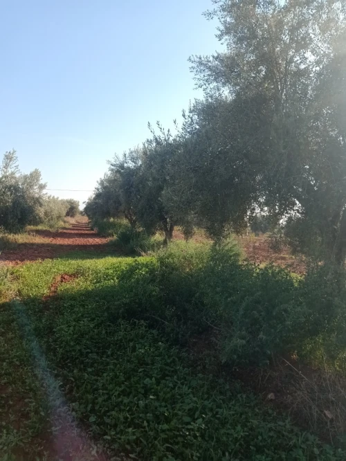 Vente Terrain Agricole Tlemcen Hennaya