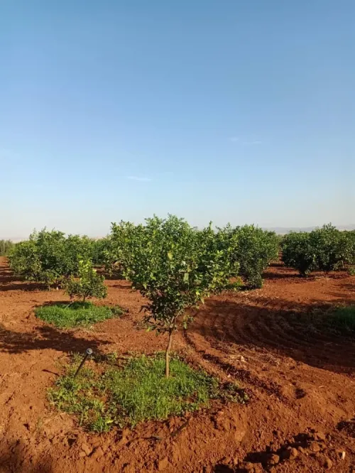 Vente Terrain Agricole Tlemcen Hennaya