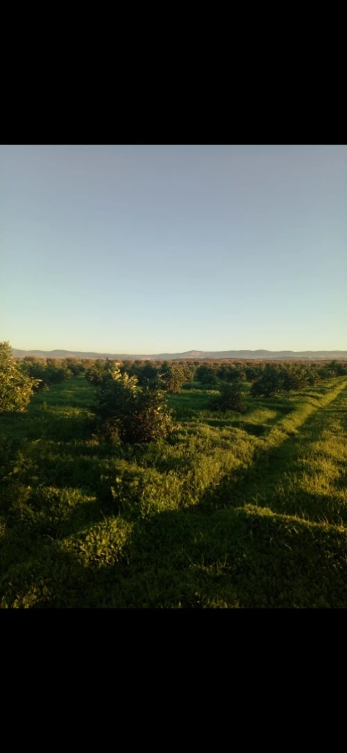 Vente Terrain Agricole Tlemcen Hennaya