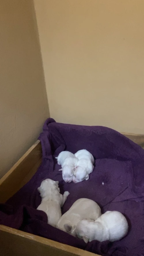 Chiots bichon maltais nain 