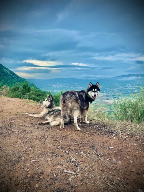 Chiot husky 