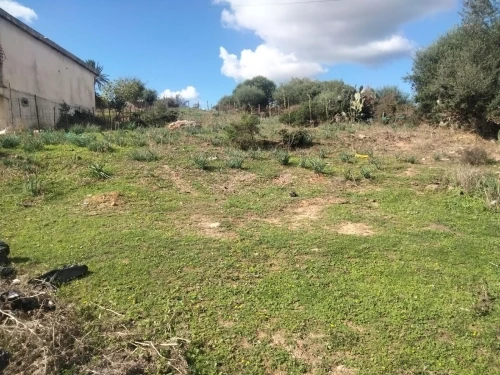 Vente Terrain El Tarf Raml souk souarekh