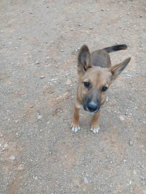 Chien Malinois ( femelle-03 mois)