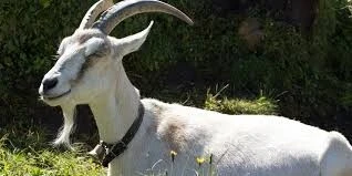 Chèvre et Mouton 