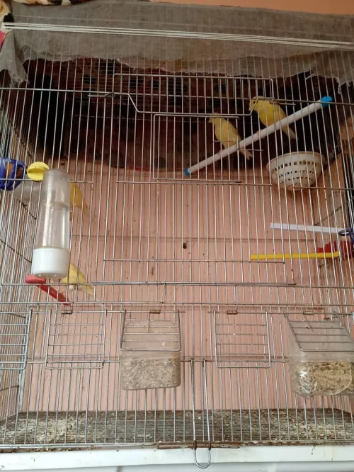 canari ordinaire avec cage et tout les accessories 