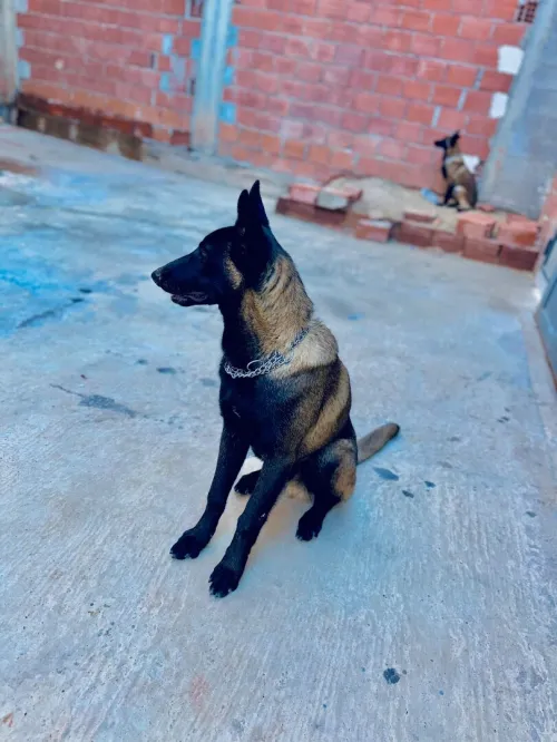 Magnifiques chiots Malinois pure race  parents avec papiers